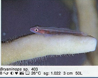 Amblygobius sp